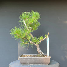 Lade das Bild in den Galerie-Viewer, Bonsai Japanische Schwarzkiefer / Pinus thunbergii
