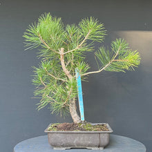 Lade das Bild in den Galerie-Viewer, Bonsai Japanische Schwarzkiefer / Pinus thunbergii