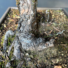 Lade das Bild in den Galerie-Viewer, Bonsai Japanische Schwarzkiefer / Pinus thunbergii