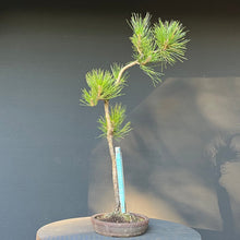 Lade das Bild in den Galerie-Viewer, Bonsai Japanische Schwarzkiefer / Pinus thunbergii