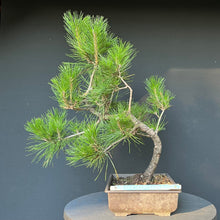 Lade das Bild in den Galerie-Viewer, Bonsai Japanische Schwarzkiefer / Pinus thunbergii