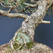 Lade das Bild in den Galerie-Viewer, Bonsai Japanische Schwarzkiefer / Pinus thunbergii
