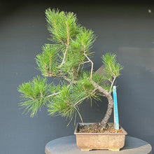 Lade das Bild in den Galerie-Viewer, Bonsai Japanische Schwarzkiefer / Pinus thunbergii