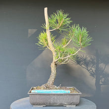 Lade das Bild in den Galerie-Viewer, Bonsai Japanische Schwarzkiefer / Pinus thunbergii