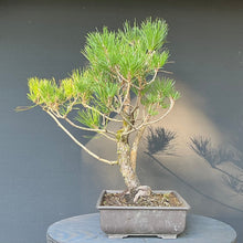 Lade das Bild in den Galerie-Viewer, Bonsai Japanische Schwarzkiefer / Pinus thunbergii