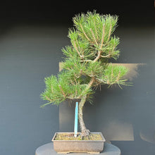 Lade das Bild in den Galerie-Viewer, Bonsai Japanische Schwarzkiefer / Pinus thunbergii