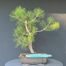 Lade das Bild in den Galerie-Viewer, Bonsai Japanische Schwarzkiefer / Pinus thunbergii