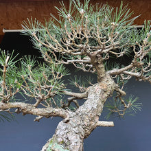 Lade das Bild in den Galerie-Viewer, Bonsai Japanische Schwarzkiefer / Pinus thunbergii