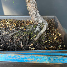 Lade das Bild in den Galerie-Viewer, Bonsai Japanische Schwarzkiefer / Pinus thunbergii