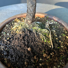 Lade das Bild in den Galerie-Viewer, Bonsai Japanische Schwarzkiefer / Pinus thunbergii