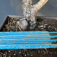 Lade das Bild in den Galerie-Viewer, Bonsai Japanische Schwarzkiefer / Pinus thunbergii
