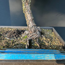 Lade das Bild in den Galerie-Viewer, Bonsai Japanische Schwarzkiefer / Pinus thunbergii