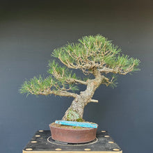 Lade das Bild in den Galerie-Viewer, Bonsai Japanische Schwarzkiefer / Pinus thunbergii