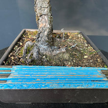 Lade das Bild in den Galerie-Viewer, Bonsai Japanische Schwarzkiefer / Pinus thunbergii