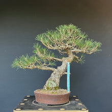 Lade das Bild in den Galerie-Viewer, Bonsai Japanische Schwarzkiefer / Pinus thunbergii