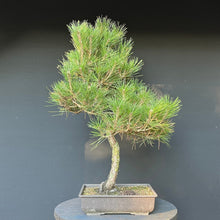 Lade das Bild in den Galerie-Viewer, Bonsai Japanische Schwarzkiefer / Pinus thunbergii