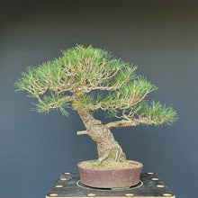 Lade das Bild in den Galerie-Viewer, Bonsai Japanische Schwarzkiefer / Pinus thunbergii