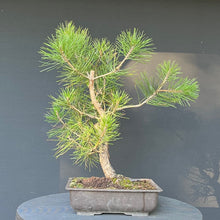Lade das Bild in den Galerie-Viewer, Bonsai Japanische Schwarzkiefer / Pinus thunbergii