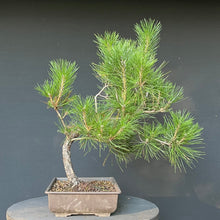 Lade das Bild in den Galerie-Viewer, Bonsai Japanische Schwarzkiefer / Pinus thunbergii