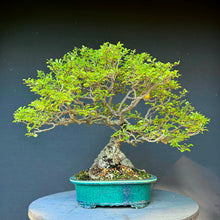 Lade das Bild in den Galerie-Viewer, Japanische Zierquitte / Chaenomeles japonica