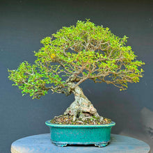 Lade das Bild in den Galerie-Viewer, Japanische Zierquitte / Chaenomeles japonica