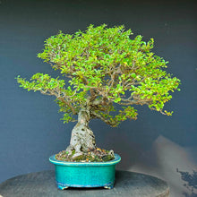 Lade das Bild in den Galerie-Viewer, Japanische Zierquitte / Chaenomeles japonica