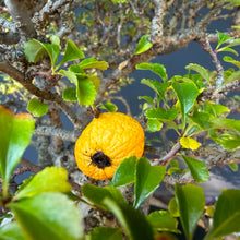 Lade das Bild in den Galerie-Viewer, Japanische Zierquitte / Chaenomeles japonica