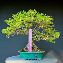 Lade das Bild in den Galerie-Viewer, Japanische Zierquitte / Chaenomeles japonica