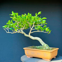 Lade das Bild in den Galerie-Viewer, Kamelie / Camelia japonica