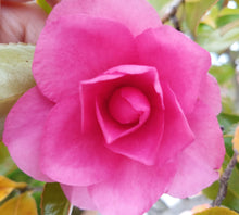 Lade das Bild in den Galerie-Viewer, Kamelie / Camelia japonica