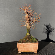 Lade das Bild in den Galerie-Viewer, Bonsai Korkrindenulme / Zelkove Nire-Bonsai-Bonsai Gilde