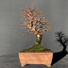 Lade das Bild in den Galerie-Viewer, Bonsai Korkrindenulme / Zelkove Nire-Bonsai-Bonsai Gilde