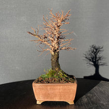 Lade das Bild in den Galerie-Viewer, Bonsai Korkrindenulme / Zelkove Nire-Bonsai-Bonsai Gilde
