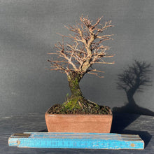 Lade das Bild in den Galerie-Viewer, Bonsai Korkrindenulme / Zelkove Nire-Bonsai-Bonsai Gilde