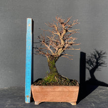 Lade das Bild in den Galerie-Viewer, Bonsai Korkrindenulme / Zelkove Nire-Bonsai-Bonsai Gilde