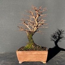 Lade das Bild in den Galerie-Viewer, Bonsai Korkrindenulme / Zelkove Nire-Bonsai-Bonsai Gilde