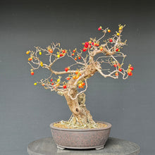 Lade das Bild in den Galerie-Viewer, Kornelkirsche / Cornus mas