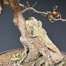Lade das Bild in den Galerie-Viewer, Kornelkirsche / Cornus mas