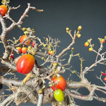 Lade das Bild in den Galerie-Viewer, Kornelkirsche / Cornus mas