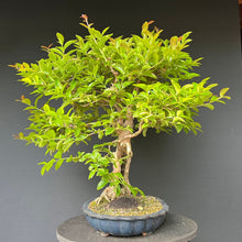Lade das Bild in den Galerie-Viewer, Bonsai Lagerströmie / Lagerstroemia indica