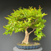 Lade das Bild in den Galerie-Viewer, Bonsai Lagerströmie / Lagerstroemia indica