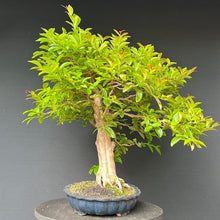 Lade das Bild in den Galerie-Viewer, Bonsai Lagerströmie / Lagerstroemia indica