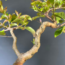 Lade das Bild in den Galerie-Viewer, Bonsai Lagerströmie / Lagerstroemia indica