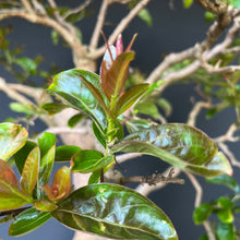 Lade das Bild in den Galerie-Viewer, Bonsai Lagerströmie / Lagerstroemia indica