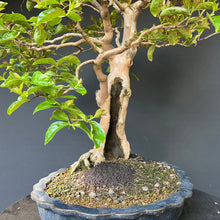 Lade das Bild in den Galerie-Viewer, Bonsai Lagerströmie / Lagerstroemia indica