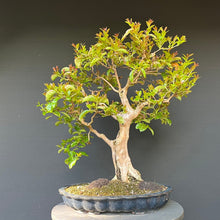 Lade das Bild in den Galerie-Viewer, Bonsai Lagerströmie / Lagerstroemia indica