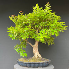 Lade das Bild in den Galerie-Viewer, Bonsai Lagerströmie / Lagerstroemia indica
