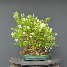 Lade das Bild in den Galerie-Viewer, Gemeiner Liguster / Ligustrum vulgare Floßform
