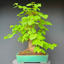 Lade das Bild in den Galerie-Viewer, Winterlinde / Tilia cordata