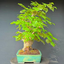 Lade das Bild in den Galerie-Viewer, Winterlinde / Tilia cordata